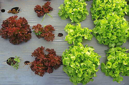 Comparison between big young Green and small red lettuce grown in the mulch plastic film. (mulching)